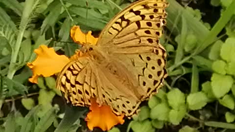 butterfly and niktar