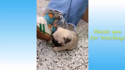 Cute Pets And Funny Animals Compilation The Most Adorable Doggos and Cattos