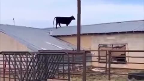 DC_Draino - Secret Service Director: “the roof slope was unsafe” An actual cow: