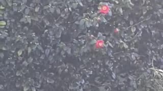 Tui Masters a Camelia Tree