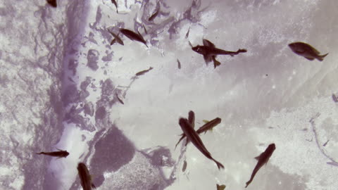 Fish Through the Base of a Glass Bottomed Boat