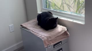 Adopting a Cat from a Shelter Vlog - Cute Precious Piper Enjoys Meditating in Her Spa