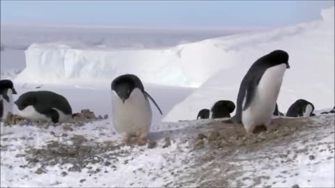 So some penguins turn to a life of crime