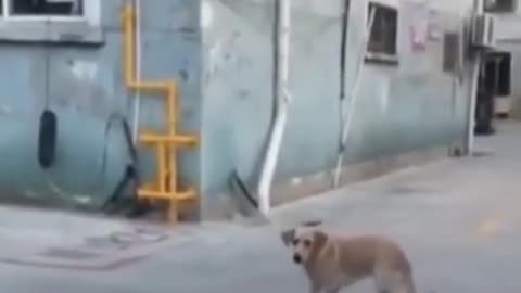 You never saw a street dog dance 🤣🤣