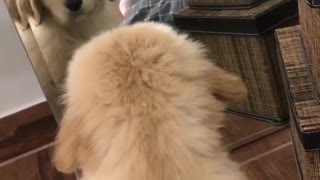 cutest goldens Watching him self in the Mirror