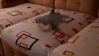 This shark can really dance