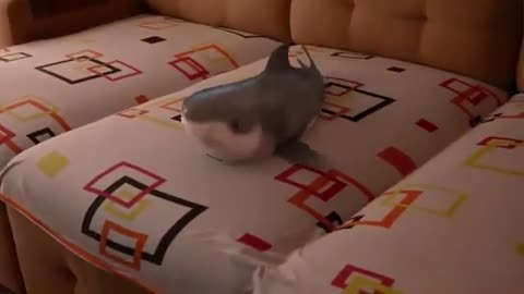 This shark can really dance