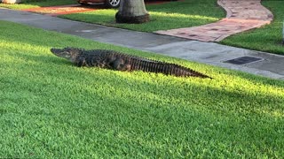 Alligator Strolls Along Sidewalk