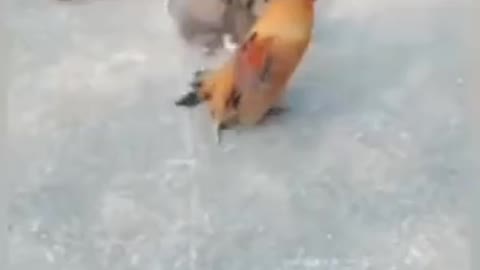 Chicken 🐔 VS🐶 Dogs