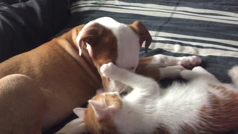 Puppy and kitten share heart-melting moment together