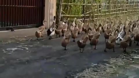 An army of ducks is walking along the road