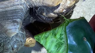 Sulcata tortoise eating prickly pear pad