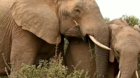 Elephant family hunt