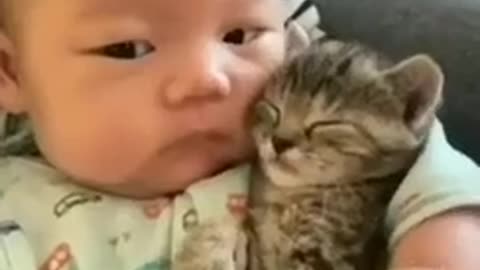 Baby Cats - Cute and Funny Baby Cat Videos Compilation