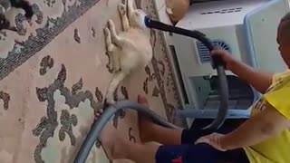 Unique cat loves to be vacuumed every morning