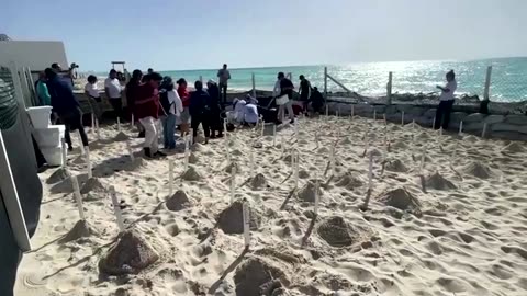 Thousands of turtle eggs saved in Mexico from Beryl