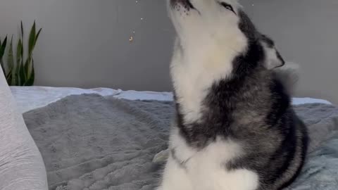 Dramatic Husky