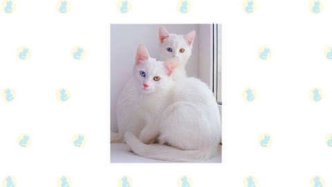 Khao Manee Cat VS. Turkish Angora Cat