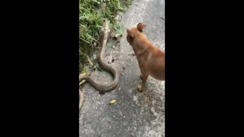 Dog and snake fight