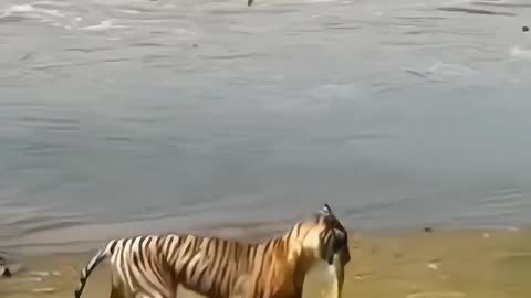 Tiger world video