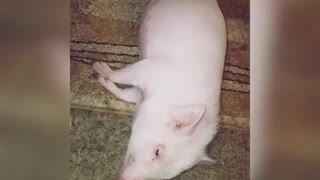 Pig gets brushed by owner while laying on carpet