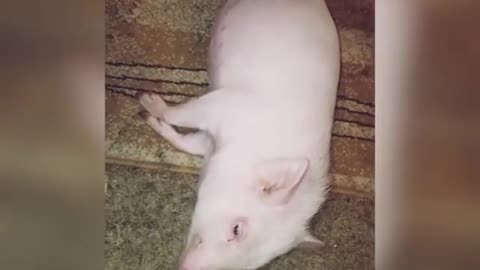 Pig gets brushed by owner while laying on carpet