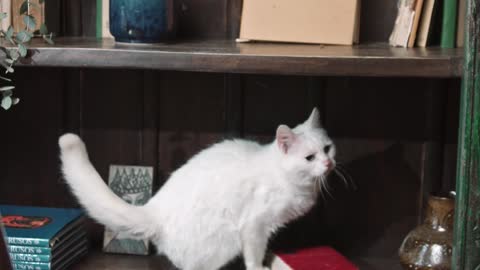 A Cat Jumping Up The Book Shelves