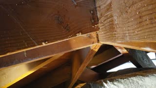 Digging for Attic Termites