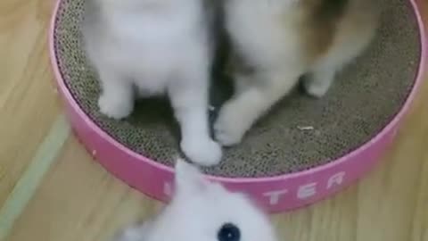 Cute baby cat Fanny & masti video