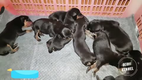 rottweiler puppy birth