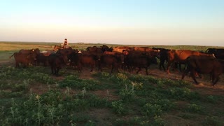 Moving cattle