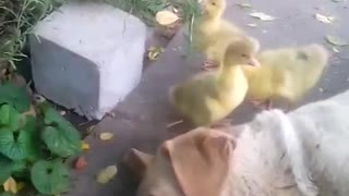 My Personal Animal Planet: Ducklings, labrador and kittens