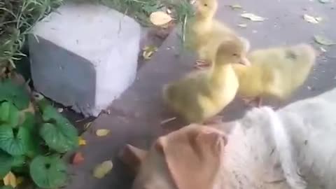 My Personal Animal Planet: Ducklings, labrador and kittens