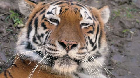 The face of a tiger close up