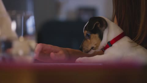 puppy and computer