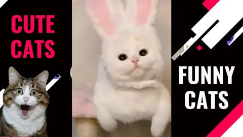 Videos of Funny Cats in Rabbit Costume - Try Not to Smile With This PET