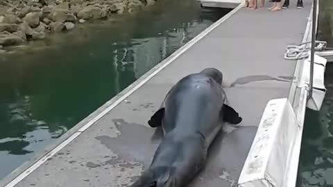 Leopard seals