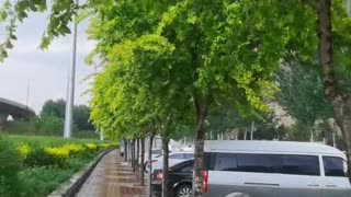 The trees along the street look very green after the rain