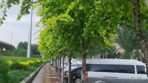 The trees along the street look very green after the rain