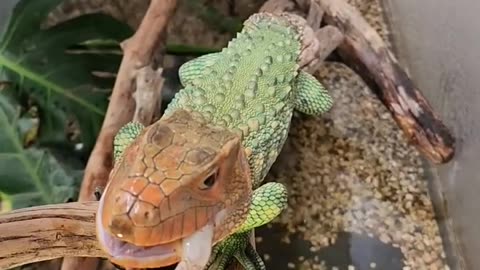 Beautiful Caiman Lizard! #shorts #reptiles
