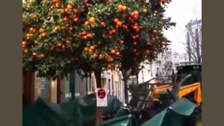 ValenciaOranges #RoadsideHarvesting #CitrusFruits