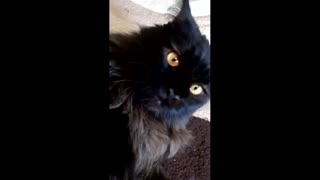 Who are you laughing at? Black maine coon