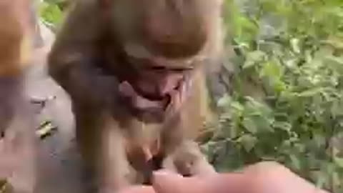 monkey status | monkey video |Funny animal status| monkey funny #animal #monkey