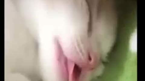 😂 Funniest Cats and Dogs Videos 😺🐶 🥰😹 Hilarious Animal 😅 Trending Funny Animals 😺🐶 🥰_3