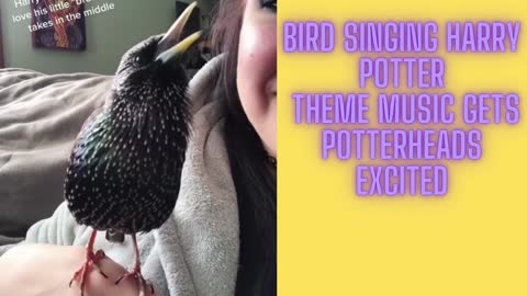 Bird singing Harry Potter theme music gets Potterhead excited
