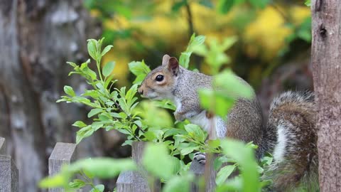 Cute Squirrel over a tree