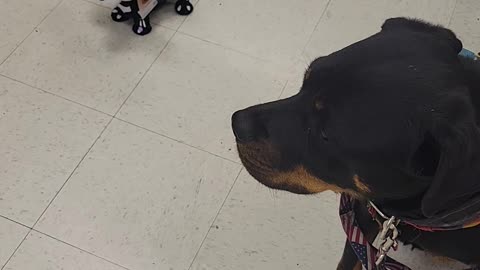 Service dog Ranger afraid of a lil pup