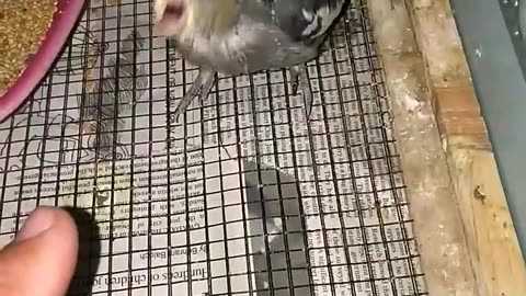 Cockatiel kissing funny parrot talking parrot funny animals