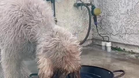 Dog Drinks Water in Curious Way