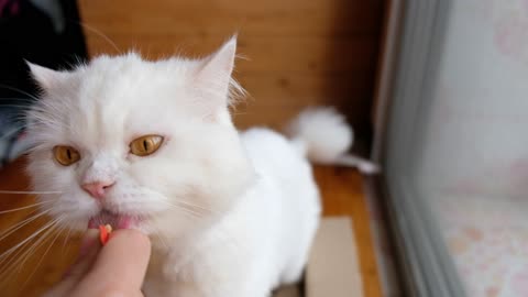 Feeding cat food